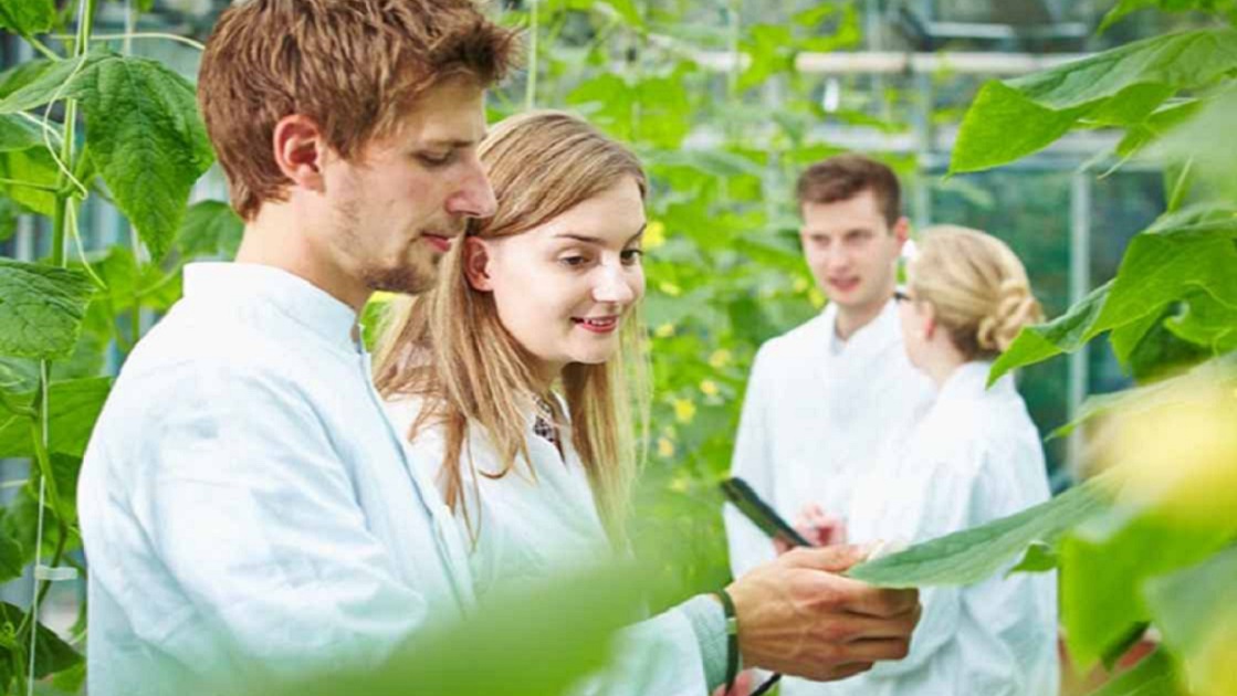 Ein Student und eine Studentin inspizieren im Gewächshaus die Blätter einer Gemüsepflanze.